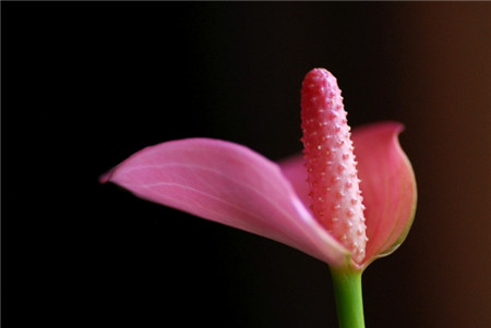 粉掌不開花的原因