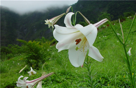 百合不開(kāi)花的原因——消苞