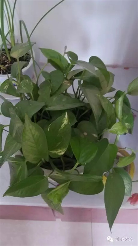 把植物移到陰涼通風(fēng)處