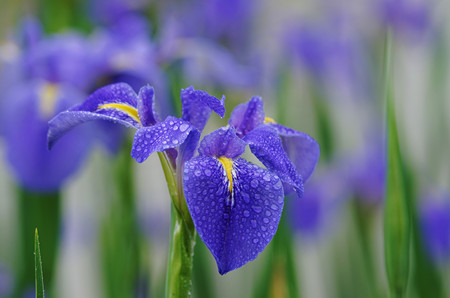 鳶尾的花期