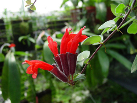 口紅花不開(kāi)花的其他因素