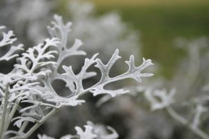 雪葉蓮養(yǎng)殖方法