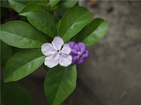 雙色茉莉什么時(shí)候開花