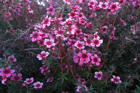 松紅梅開花分散