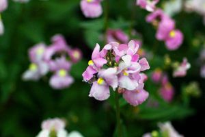 龍面花播種繁殖方法