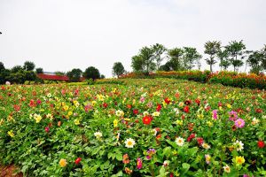 小麗花冬季開花嗎