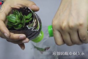 1分鐘，塑料瓶變自動(dòng)吸水花盆！1個(gè)月不澆水都沒問題！