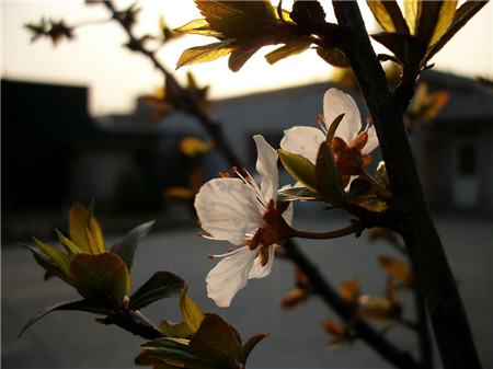 紫葉李開花圖片欣賞