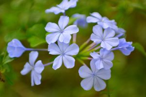 藍花丹什么時候開花 藍花丹開花圖片欣賞