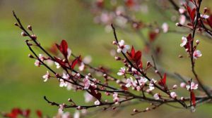 紫葉李什么時(shí)候開花 開花期主要是春季