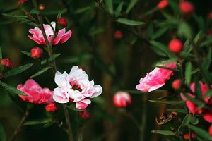 松紅梅什么時候開花