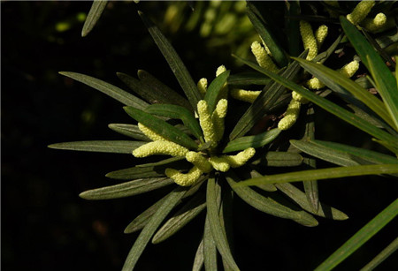 羅漢松什么時候開花