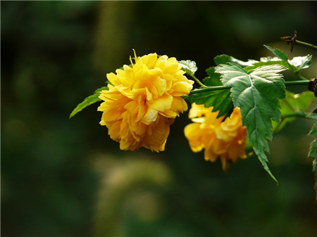 棣棠花開花欣賞