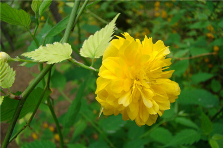 棣棠花開花圖片欣賞