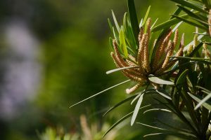 羅漢松會(huì)開(kāi)花嗎