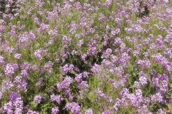 藍(lán)香芥的繁殖方法