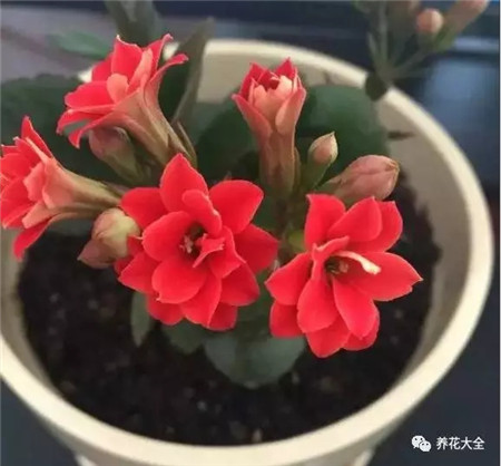 長壽花