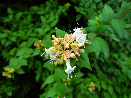 糯米條植株