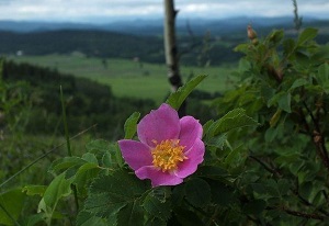 刺薔薇開(kāi)花