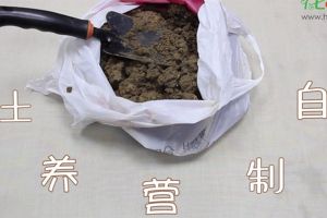 自制營養(yǎng)土視頻：這三種生活垃圾，可以制作營養(yǎng)土