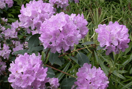 山育杜鵑花朵