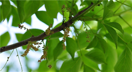 重陽(yáng)木金龜子