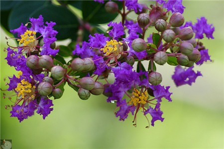 紫薇花的絨介蟲(chóng)害