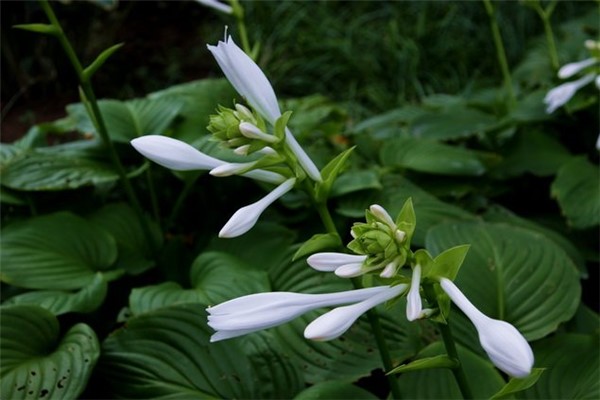 玉簪花的病蟲(chóng)害及其防治