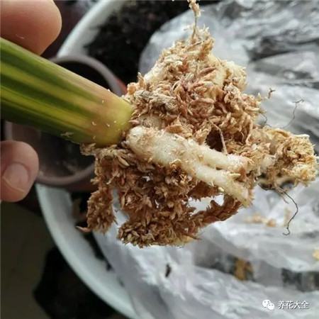 夾箭處理