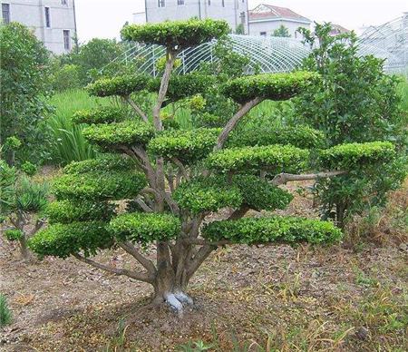 黃楊樹(shù)干涂白