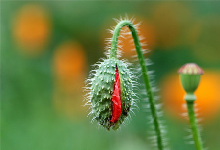 虞美人當(dāng)年開花的技巧