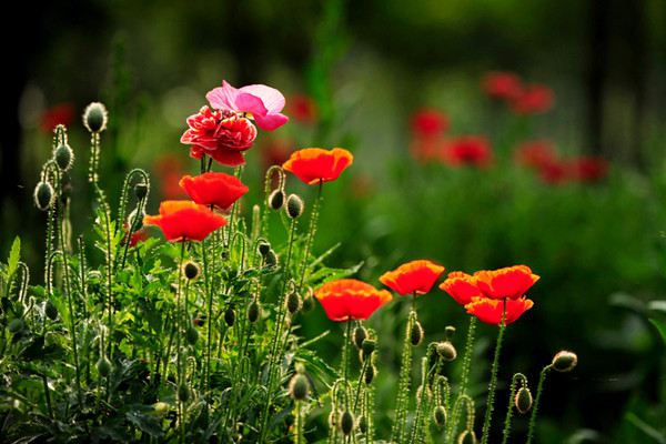 虞美人可以在當(dāng)年開花嗎