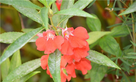 鳳仙花常見蟲害