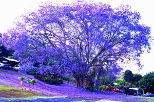 藍(lán)花楹的繁殖方法