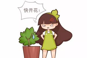 君子蘭梔子不開花，只需1招花開滿盆