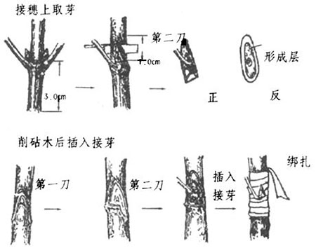 美人梅的芽接圖