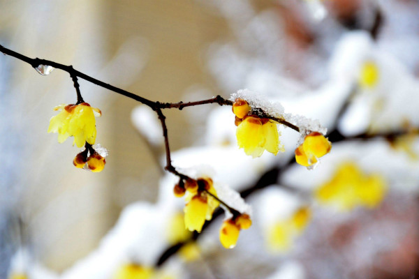 臘梅花落蕾怎么辦