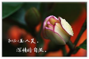 含笑花怎么換盆