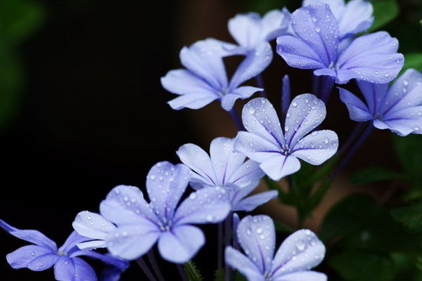 藍(lán)花丹冬季怎么養(yǎng)