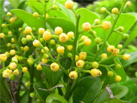 米蘭花天天開(kāi)花需要進(jìn)行修剪