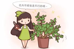 春天花卉這樣剪，2個月后花滿枝頭