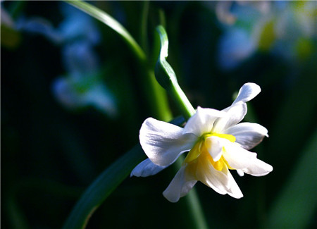 水仙花的花期延長(zhǎng)