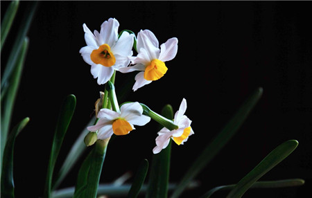 水仙花花期的延長(zhǎng)方法