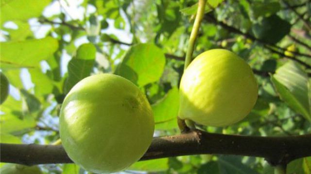 無(wú)花果怎么越冬