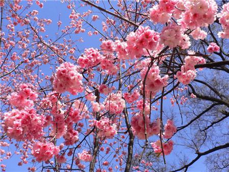 櫻花花后防治病蟲(chóng)害