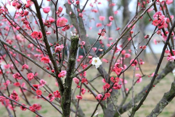 怎么讓一株梅花開(kāi)出兩種顏色