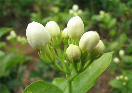 茉莉花停止施肥