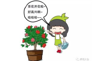 茶花養(yǎng)護(hù)大揭秘，過年買的茶花就這么養(yǎng)