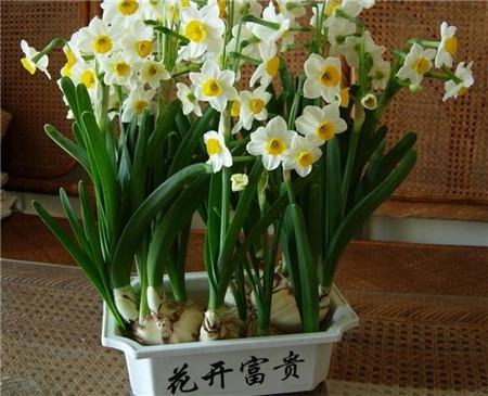 水仙花