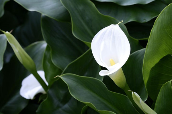 馬蹄蓮冬季怎么來催花